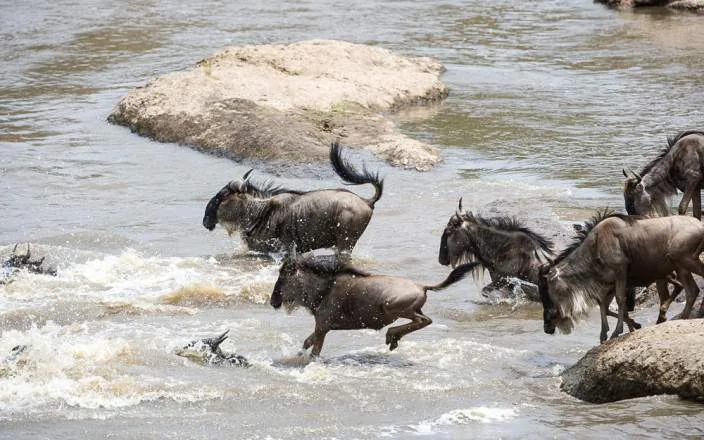 Family Safaris