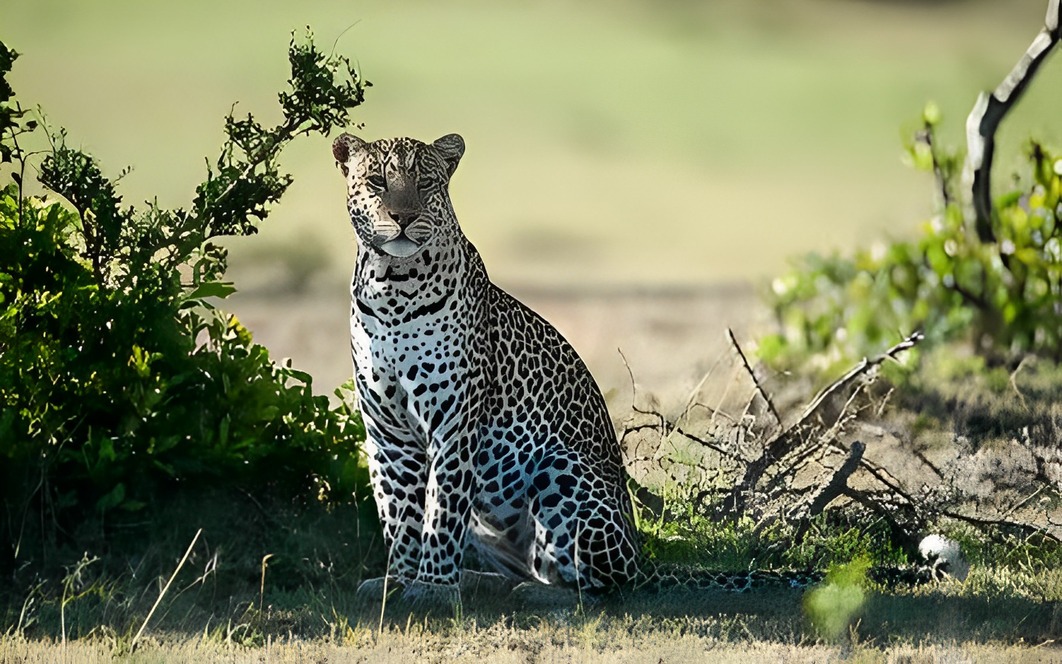 Maasai Mara National Park — Extra Miles Unique Adventures
