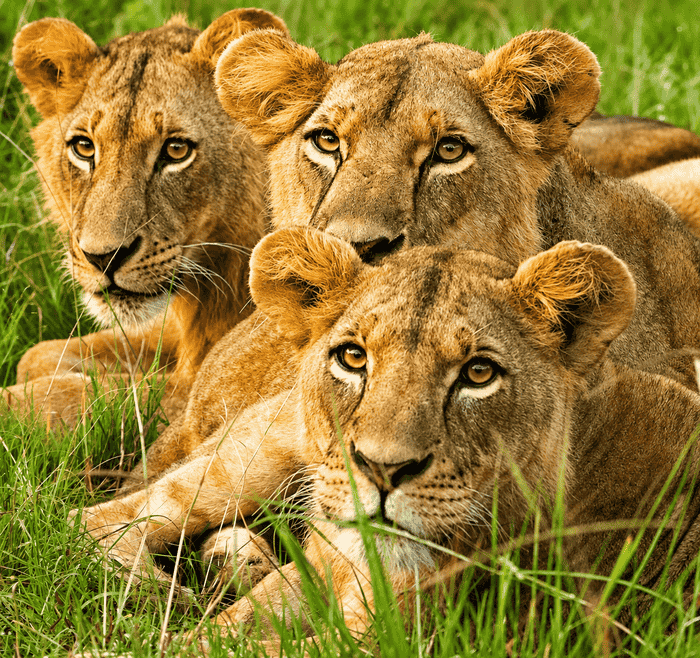 7 Days Group Joining with Perfect Safaris