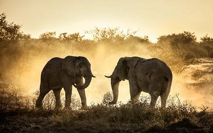 8-Day Kenya Classic Wildlife & Birding Safari safari image