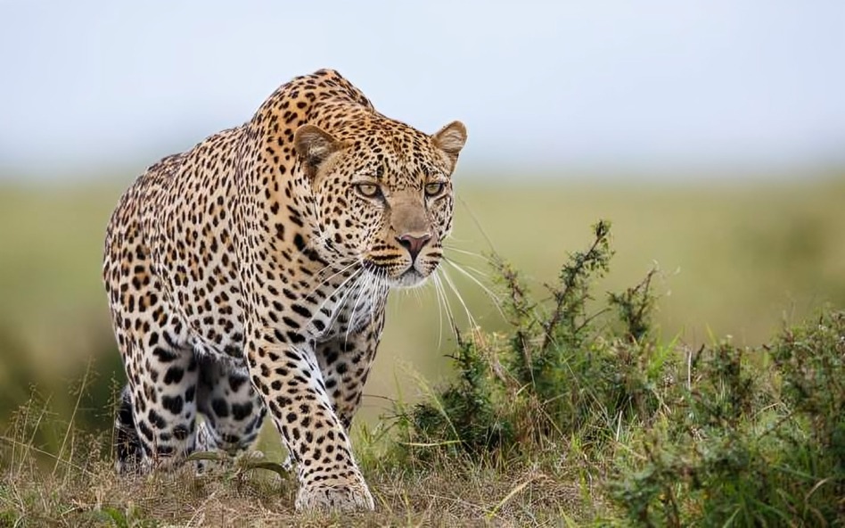 9-Day Ultimate Kenya and Tanzania Safari Experience